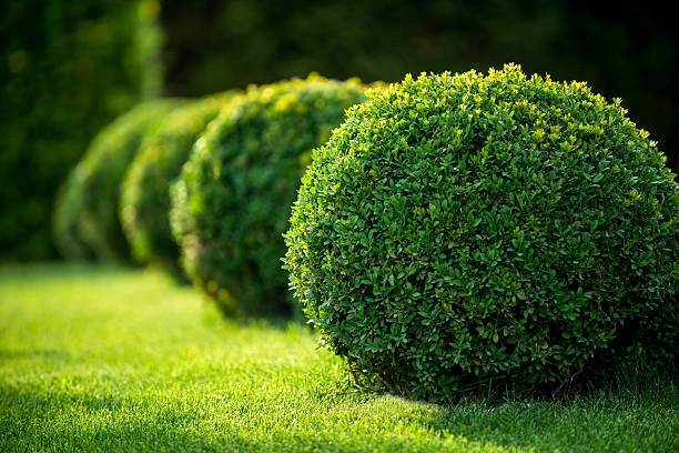Projetos paisagísticos para jardins residenciais