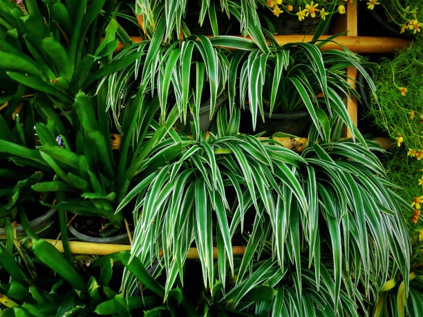 Serviço de manutenção jardim vertical valor